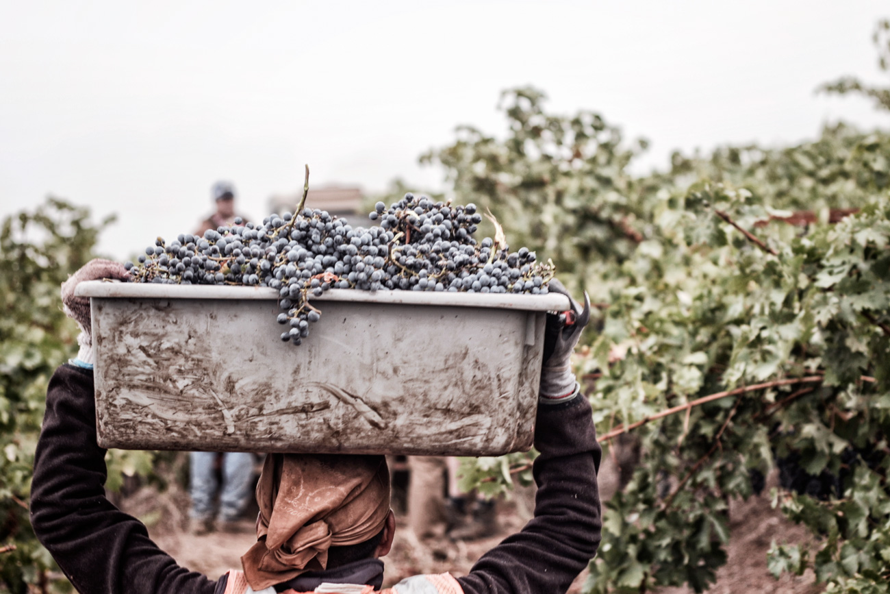 DuMOL Winery harvest bucket of grapes