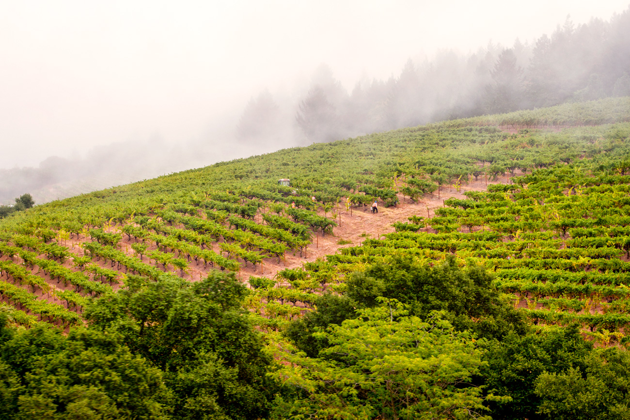 At the Heart of DuMOL - vineyards with fog